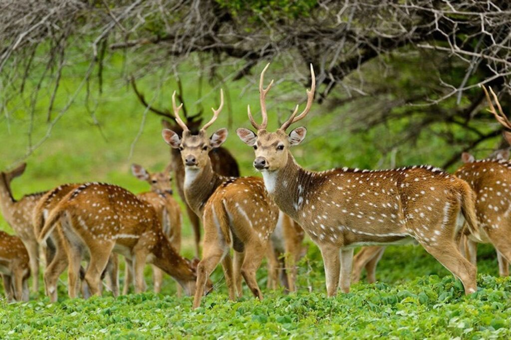 Gal Oya National Park